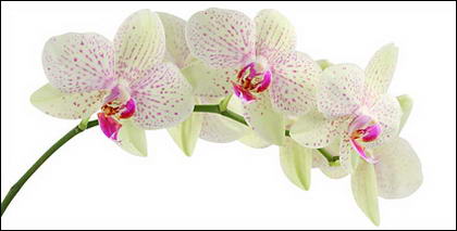 Orchid white picture material-4