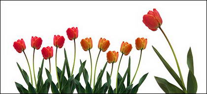 Tulip picture material