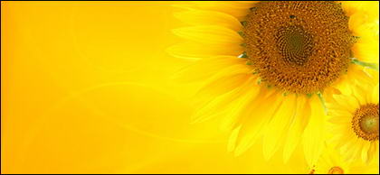 Sunflower picture background material-1