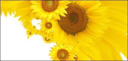 Sunflower picture background material-12