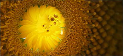 Sunflower picture background material-11