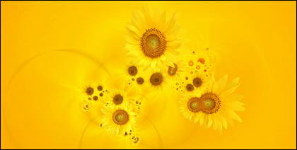 Sunflower picture background material-7