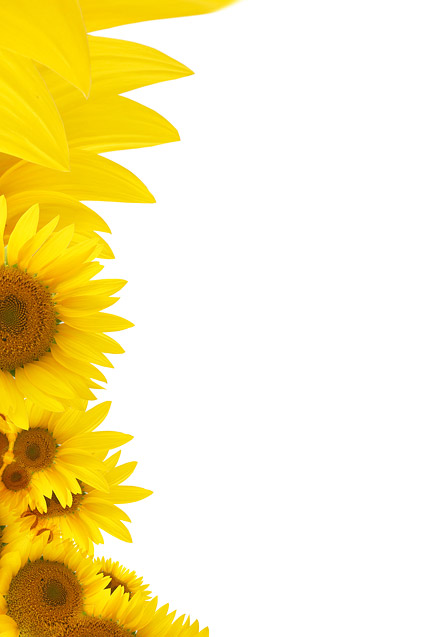 Sunflower picture background material-2