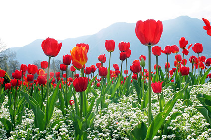 Cong tulips picture material