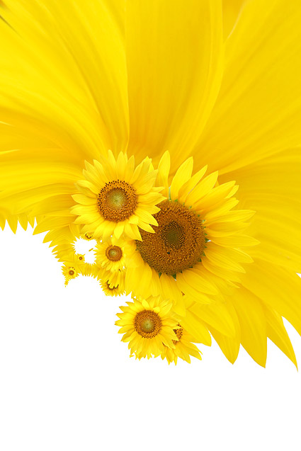 Sunflower picture background material-12