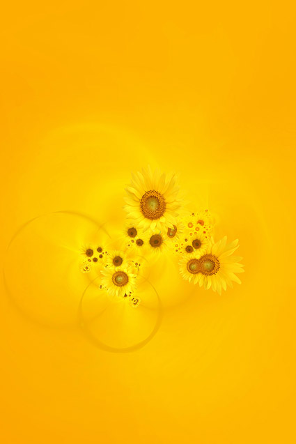 Sunflower picture background material-7