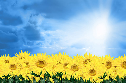 Sunflower sky picture material