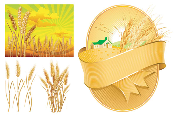 Wheat theme vector of material
