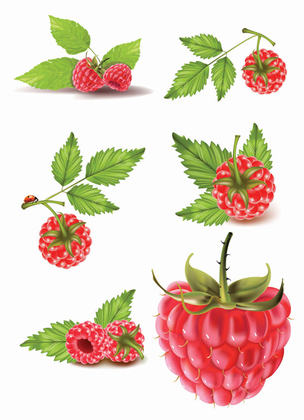 Fruits vermells vectorials material