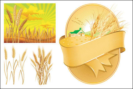 Wheat theme vector of material
