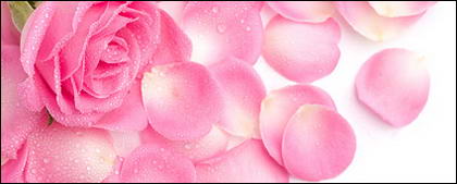 Pink rose petals picture material