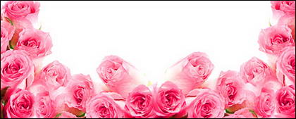 Pink roses-picture
