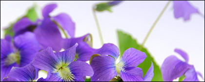 Elegant purple flowers picture material