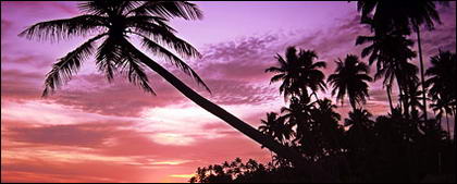 Dusk seaside coconut video picture material