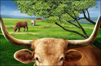 Cattle on the plains of the high-definition layered psd