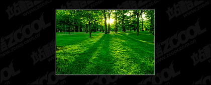 Trees and lawn at dusk
