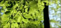 Green vitality leaves picture material