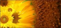 Sunflower picture background material-3