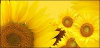 Sunflower picture background material-13