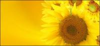 Sunflower picture background material-10