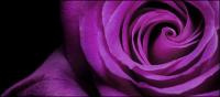 Purple roses close-up picture material