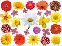 Picture colorful flower material