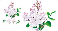 Chinese herbal medicine - Lilac original vector	