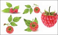 Red berries vector material