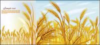 Wheat vector material