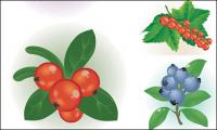 Vector of small red berries			 