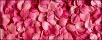 Rose petal pink background picture material