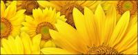 Sunflower background picture material