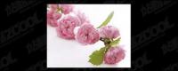 Pink flower picture quality material-2