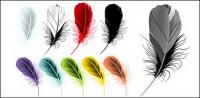 Vector material beautifully colored feathers