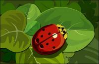 Ladybugs On the Green Leaf