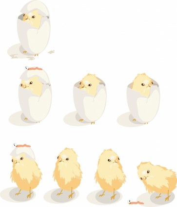 hatched chicks vector