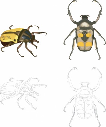 insect vector