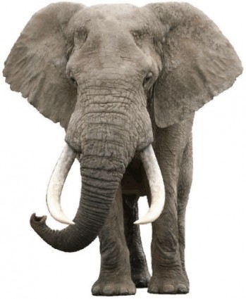 realistic elephant vector