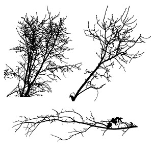 Withered branches of the material