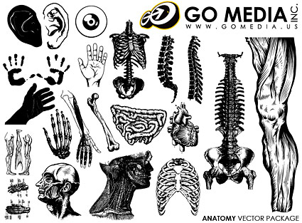 Go Media produced vector material - the human body parts and organs