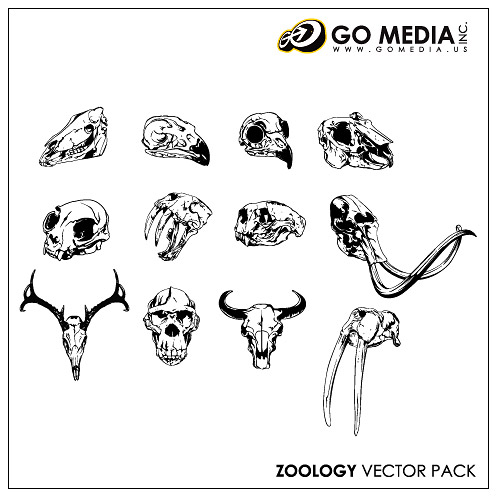 Go Media produced vector material - animal skull