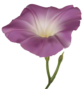 AI realistic rendering of the morning glory vector material