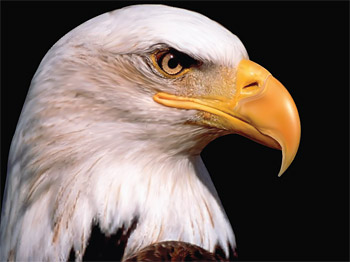 AI realistic rendering of the Eagle