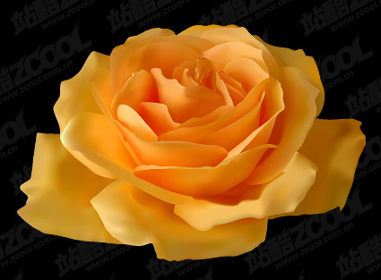 Realism yellow roses vector material