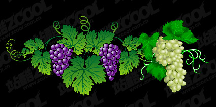 Vector exquisite grape material