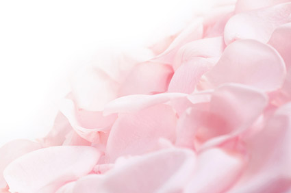 Soft pink rose petals