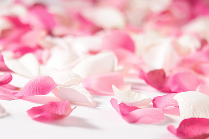 White Rose petal pink roses picture
