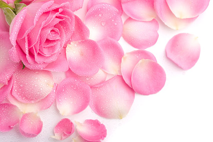 Pink rose petals picture material