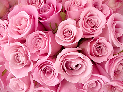 Pink roses background picture material