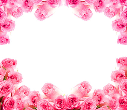 Pink roses-picture